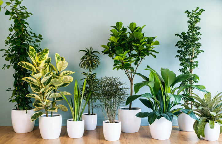 5 Plantas Perfeitas para Ambiente Interno